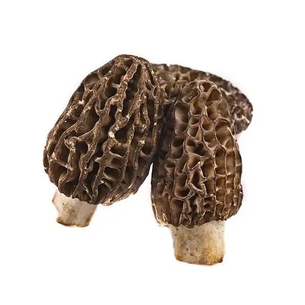 Hot products fresh morel mushrooms and dried wild morel berry mushroom with cheap price ANGLE