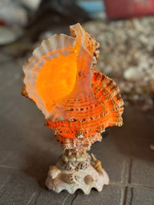 High-Quality <b>Abalone</b> <b>Shell</b> Vietnam, Natural Polished Surface, Shimmering Color for International Export Market - Product Image 3