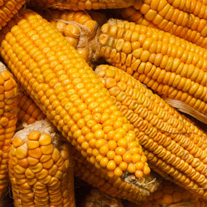 Premium Bulk Wholesale <b>Yellow</b> Corn High Quality Natural <b>Crop</b> With Rich Nutrition <b>Yellow</b> Corn 100% Pure For Animal Feeding - Product Image 1
