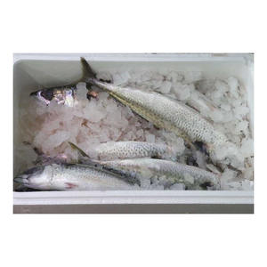 High grade fresh sardine <b>fish</b> supplied in bulk quantity for export and retail trade - Product Image 5