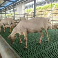100*50 cm haute qualité élevage de moutons plancher à lattes en plastique PP équipement de plancher à lattes pour ferme de chèvres