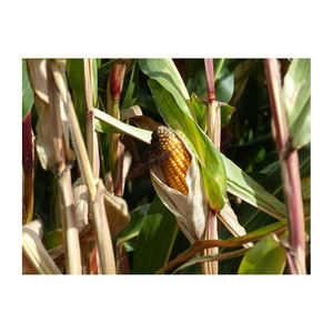 100% Organic Fresh Style Meilleur prix de gros sur 100% Grains de maïs jaunes séchés de qualité naturelle pure/maïs maïs - Product Image 4