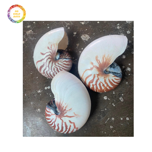 Exportador de conchas Nautilus pulidas | Impresionantes conchas blancas y plateadas para decoración, joyería y exhibición de regalos - Product Image 2