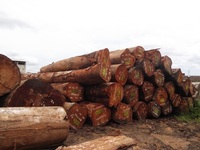 Bois de Sapele Frais de Qualité Supérieure en Gros pour l'Europe