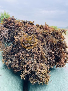 Suministro a Granel de Sargassum Pallidum Natural Seco y Crudo para la Venta - Product Image 2