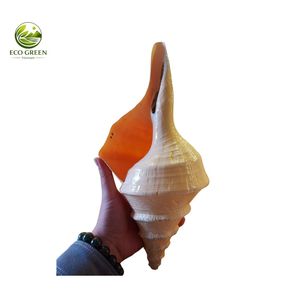 Concha de Caracol Natural Amarilla Hecha a Mano para Decoración de Paisajes, Espiral Larga, Especímen Natural, Arte con Tacto Real - Product Image 3