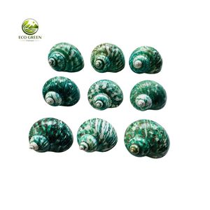 เปลือกหอยเทอร์โบสีเขียวจากโรงงานโดยตรง สำหรับเปลี่ยนเปลือกหอยของปูเสฉวน  ขายส่งเปลือกหอยทะเลธรรมชาติ  ปรับแต่งขนาดได้ - Product Image 5