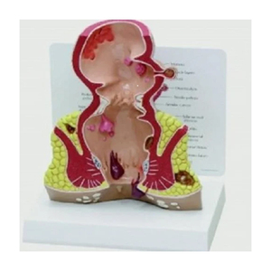 Fabricante de modelos biológicos MEDCOUNTY de modelos anatómicos y educativos de alta calidad - Product Image 6