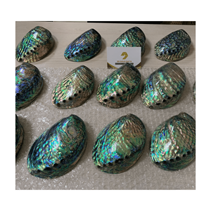 Vente chaude de coquille d'ormeau poli naturel pour la décoration, bijoux-en vrac de coquilles d'ormeau Colorfullip - Product Image 6