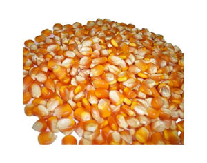 Maïs jaune séché abordable, maïs jaune sans OGM et maïs blanc/maïs pour l'alimentation humaine et animale, épis de maïs et alimentation des oiseaux - Product Image 2