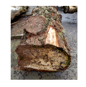 Troncos de castaño de madera dura resistentes en venta a precio económico para aserraderos y carpintería - Product Image 4