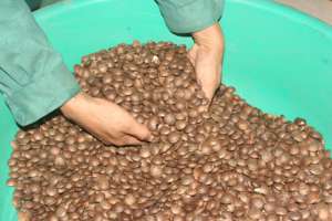 Proveedor de frutos secos de Sacha Inchi premium más vendido, aperitivos veganos saludables a granel - Product Image 2