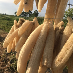 Grandes brosses de bain en luffa et en pot de qualité supérieure Brosses de bain de qualité supérieure Éponges et épurateurs - Product Image 4