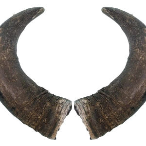 Nouvelle corne de buffle naturelle authentique, grande, non coupée et non traitée, écologique, pour artisanat DIY, style animal sculpté, marque personnalisée - Product Image 1