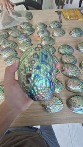 เปลือกหอยเป๋าฮื้อขัดธรรมชาติจากเวียดนามสำหรับงานฝีมือเครื่องประดับเรซินและของประดับตกแต่งภายใน - Product Image 2