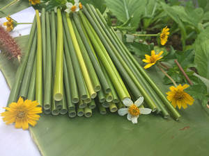 Pailles en herbe verte écologiques jetables pour les fêtes et les événements, pailles de fête en herbe verte du Vietnam - Product Image 2