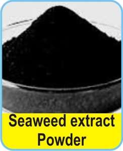 Vente chaude 2023 Extrait d'engrais d'algues en poudre pour les utilisations en champ et en serre Fabrication de poudre en Inde - Product Image 2