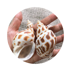 Conchas marinas de Babilonia de alta calidad, Concha decorativa de Areola hecha a mano de Vietnam, estilo de Animal náutico pulido - Product Image 1