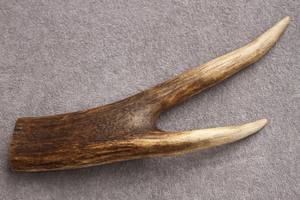 Cuernos de Ciervo Rojo Naturales, Caídos de Forma Natural - Product Image 3