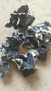 CHAMPIGNON NOIR SÉCHÉ-MEILLEURE QUALITÉ-PRIX LE MOINS CHER - Product Image 3