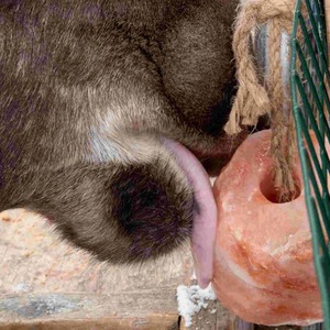 Brique de sel en bloc naturel sculptée Style fleur pour lécher les animaux domestiques Briques de léchage Friandises pour chevaux - Product Image 5