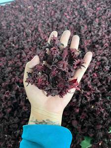 Fleurs d'hibiscus séchées, roselle séchée à l'air pour la préparation de thé et les boissons, Vietnam par 99 Gold Data - Mme Violet - Product Image 4