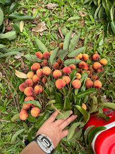 ลิ้นจี่แห้งพรีเมี่ยมจากเวียดนามและไร้เมล็ดลำไยหวานและมีคุณค่าทางโภชนาการที่สมบูรณ์แบบสำหรับการขายต่อและการสั่งซื้อขายส่ง - Product Image 3