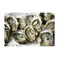 Purified Standard Oyster Whole Salt-Preserved Wholesale Bulk Supply Discount Price Ocean Fresh Vacuum Pack Frozen 12kg