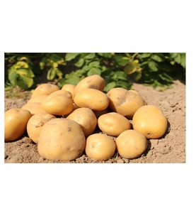 Gran cantidad de patatas frescas holandesas Venta de grandes ofertas en patatas sabrosas perfectas para cada plato - Product Image 5