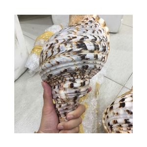 Kích Thước Lớn Trumpet Vỏ Sò Triton Vỏ Sò Vỏ Sò Tự Nhiên Biển Vỏ Có Nguồn gốc Từ Việt Nam - Product Image 1