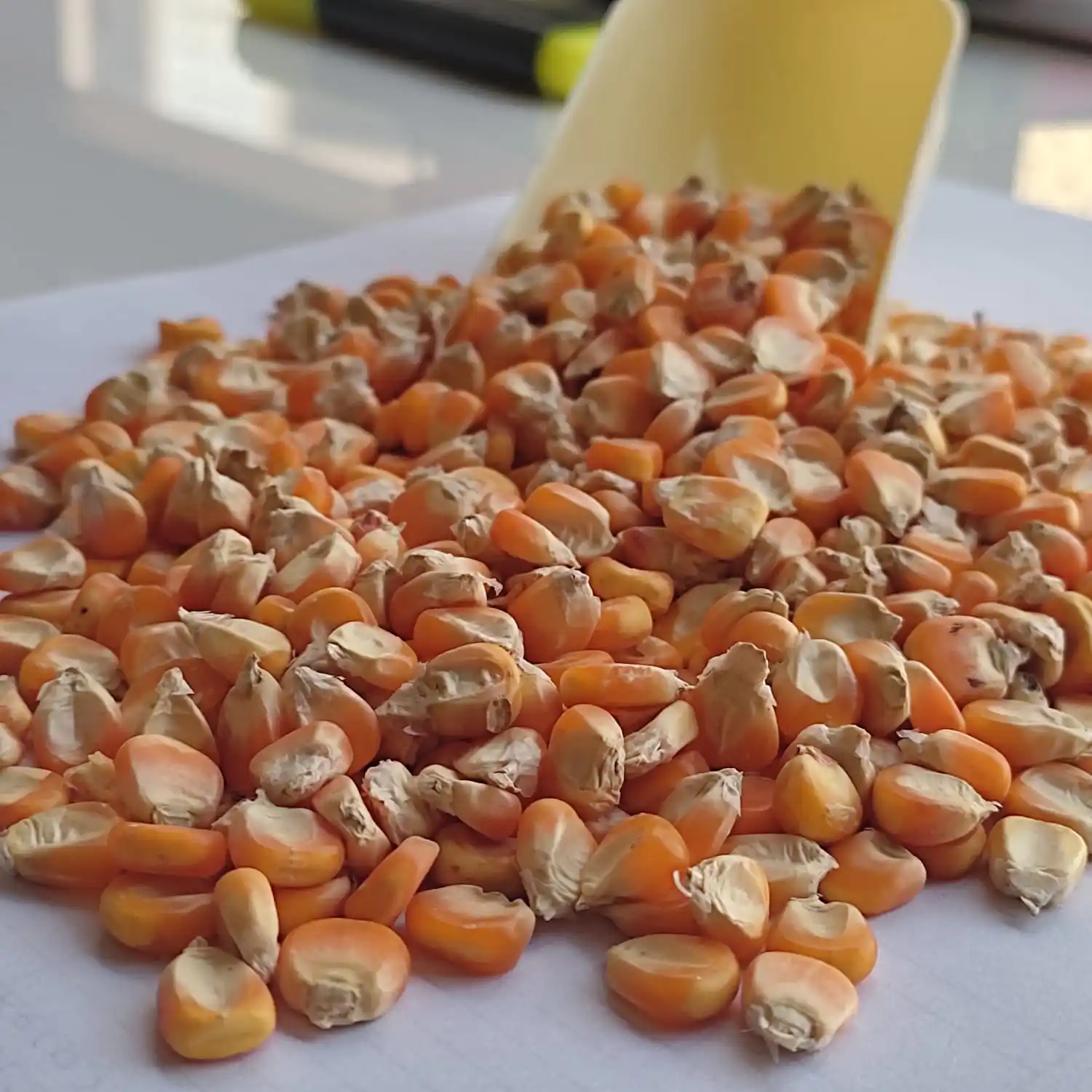 Kleine Gele Maïs Exporteur In India Met Goede Kwaliteit Van Verpakking