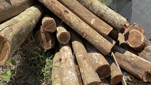 Produits très vendus en bois naturel 100% - Product Image 2