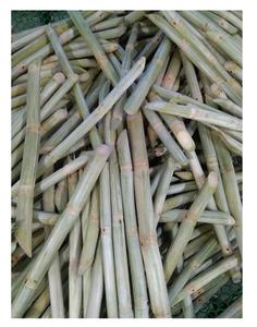 CANNE À SUCRE CONGELÉE AU GOÛT FRAIS-QUALITÉ PREMIUM-PRIX COMPÉTITIF À PARTIR DE 99GD VIET NAM - Product Image 4