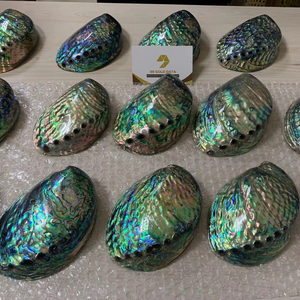 Auténtica Concha de Abulón Vietnamita para Proyectos de Resina Artística, Joyería Hecha a Mano y Decoración Artesanal Única para el Hogar - Product Image 1