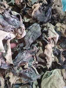 DRIED <b>MUSHROOM</b>/DRIED WHOLE WOOD EAR <b>MUSHROOM</b> / WHOLE SHAPE BLACK FUNGUS FROM VIETNAM FACTORY - Product Image 6