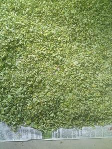 Tisane à feuilles cultivées et poudre séchée d'exportateur de qualité d'extrait - Product Image 2