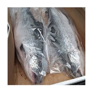Prix promotionnel Saumon atlantique entier frais/congelé, processus de congélation IQF, qualité supérieure, emballage sous vide, faible teneur en sodium - Product Image 2