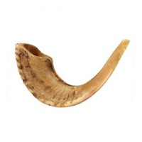 Shofar en corne de mouton / Kudu / Corne de bélier / Shofar poli - Matériau organique de haute qualité au toucher réel, taille personnalisée, historique et culturel