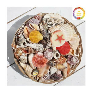 Coquillages naturels décoratifs mixtes étoile de mer conque et coquillages de perles pour la décoration intérieure sur le thème de l'océan - Product Image 2