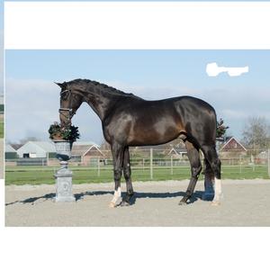 Vente en gros de bride de cheval en cuir véritable de fabricants Vente en gros de bride de cheval en cuir véritable de haute qualité - Product Image 3