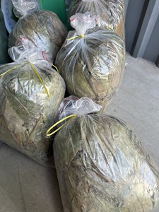 Hojas de Guanábana de calidad exportada, cultivadas orgánicamente, secadas cuidadosamente, la mejor tarifa del proveedor de Vietnam - Product Image 4