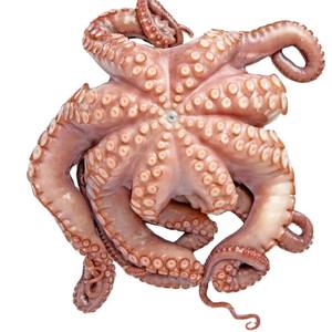 Pieuvre nettoyée congelée de haute qualité Offre Spéciale emballage IQF entier France meilleur fournisseur fait prix y compris les anneaux fleurs - Product Image 5