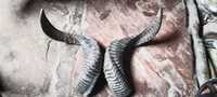 100% paire de cornes de bélier naturelles taille longue avec la meilleure qualité et cornes de Shofar taille personnalisée prix de gros par HAND MADE CRAFT