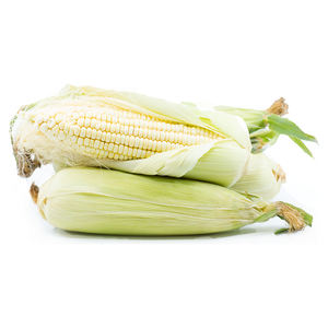 Maíz blanco OGM de alto contenido proteico para la nutrición animal y la fabricación de alimentos - Product Image 5