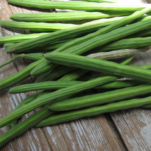 Moringa Fresca 100% Orgánica en Tallo, Vegetal Verde, Francia, Mejor Precio al por Mayor, Larga Duración, en Venta - Product Image 5
