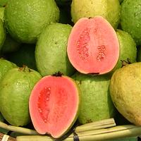 Verse Guave Fruit Biologisch 100% Natuurlijk Grote Maat Heldergroene Schil 0,20-0,25kg 24 Dagen Houdbaarheid Leverancier Beschikbaar