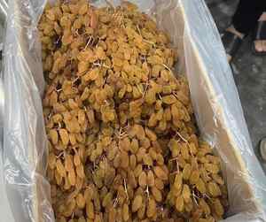 ลูกเกดลูกเกดแห้งองุ่นเป็นกลุ่มลูกเกดไร้เมล็ดสีทองเหมาะสำหรับการอบส่วนผสมในเชิงพาณิชย์อาหารเช้าหวานแบบเรียบง่าย - Product Image 2