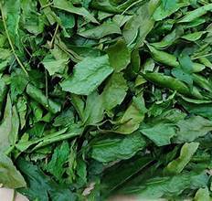 INGREDIENTE HERBAL LIMPIO DE HOJAS DE CLAUSENA INDICA SECAS NATURALES PARA EL TÉ SALUDABLE DEFENSA INMUNE Y BIENESTAR DIARIO - Product Image 4