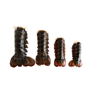 Queues de homard surgelées de haute qualité, préparées pour la distribution en gros. - Product Image 1