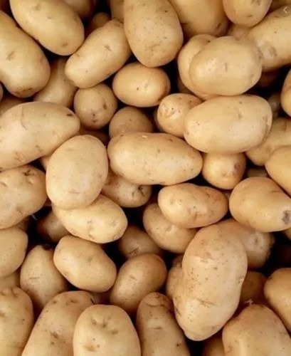 Высококачественный новый картофель со сладким вкусом, оптовая продажа, прямая продажа свежего картофеля премиум-класса с желтым сердечником, оптовая продажа